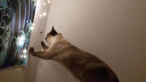 Cat loving a moth