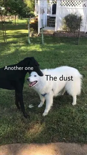 Picture of a dog labelled "Another one" biting a dog labelled "The dust"